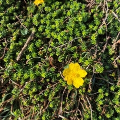 Hibbertia vestita (Hairy Guinea Flower) at Yuraygir, NSW - 11 Sep 2024 by Tapirlord