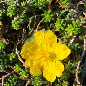 Hibbertia vestita at Yuraygir, NSW - 11 Sep 2024 07:57 AM