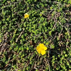 Hibbertia vestita at Yuraygir, NSW - 11 Sep 2024 07:57 AM