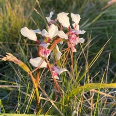 Diuris pictilis ms (Red Rock Donkey Orchid) at Yuraygir, NSW by Tapirlord