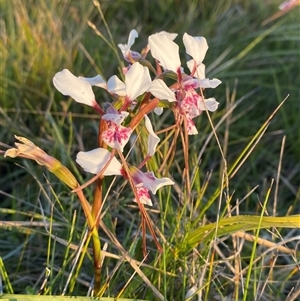 Diuris pictilis ms at suppressed - suppressed