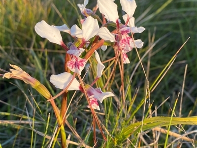 Diuris pictilis ms (Red Rock Donkey Orchid) by Tapirlord