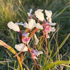 Diuris pictilis ms at suppressed - suppressed