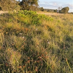 Diuris pictilis ms at suppressed - suppressed