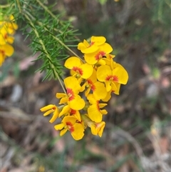 Dillwynia retorta (Heathy Parrot-Pea) at Yuraygir, NSW - 10 Sep 2024 by Tapirlord