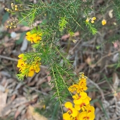 Dillwynia retorta at Yuraygir, NSW - 10 Sep 2024 03:13 PM