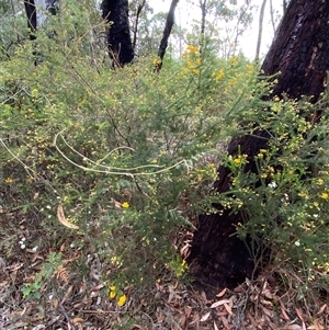 Dillwynia retorta at Yuraygir, NSW - 10 Sep 2024 03:13 PM