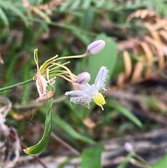 Eustrephus latifolius (Wombat Berry) at Yuraygir, NSW - 10 Sep 2024 by Tapirlord