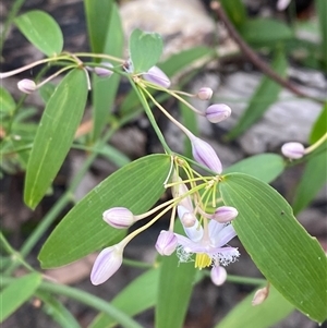 Eustrephus latifolius at Yuraygir, NSW - 10 Sep 2024 03:12 PM