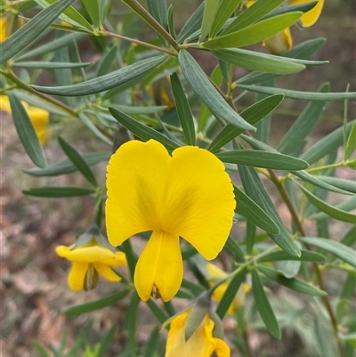 Gompholobium latifolium (Golden Glory Pea, Giant Wedge-pea) at Yuraygir, NSW - 10 Sep 2024 by Tapirlord