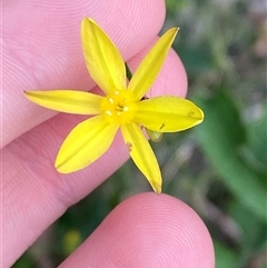 Tricoryne elatior (Yellow Rush Lily) at Yuraygir, NSW - 10 Sep 2024 by Tapirlord