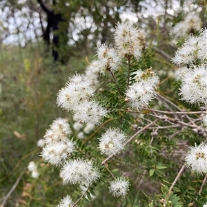 Melaleuca sieberi at Yuraygir, NSW - 10 Sep 2024 03:09 PM