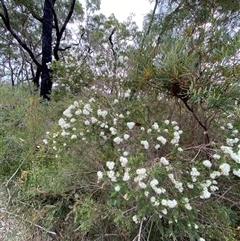 Melaleuca sieberi at Yuraygir, NSW - 10 Sep 2024 03:09 PM