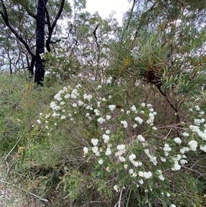 Melaleuca sieberi at Yuraygir, NSW - 10 Sep 2024 03:09 PM