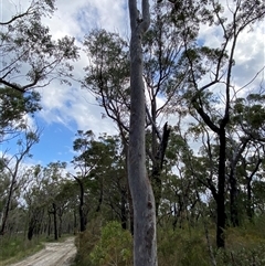 Angophora costata subsp. costata (Rusty Gum) at Yuraygir, NSW - 10 Sep 2024 by Tapirlord