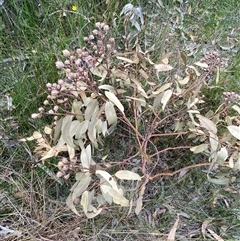 Angophora costata subsp. costata at Yuraygir, NSW - 10 Sep 2024 03:08 PM