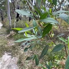 Dodonaea triquetra (Large-leaf Hop-Bush) at Yuraygir, NSW - 10 Sep 2024 by Tapirlord