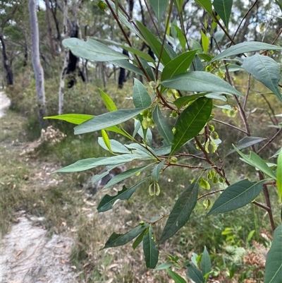 Dodonaea triquetra (Large-leaf Hop-Bush) at Yuraygir, NSW - 10 Sep 2024 by Tapirlord