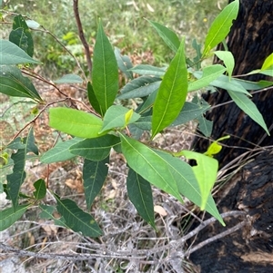 Dodonaea triquetra at Yuraygir, NSW - 10 Sep 2024 03:08 PM