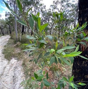 Dodonaea triquetra at Yuraygir, NSW - 10 Sep 2024 03:08 PM