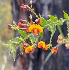 Daviesia umbellulata at Yuraygir, NSW - 10 Sep 2024 by Tapirlord