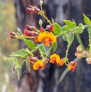 Daviesia umbellulata at Yuraygir, NSW - 10 Sep 2024 03:07 PM