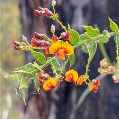 Daviesia umbellulata at Yuraygir, NSW - 10 Sep 2024 by Tapirlord