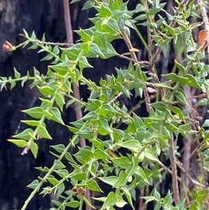 Daviesia umbellulata at Yuraygir, NSW - 10 Sep 2024 03:07 PM