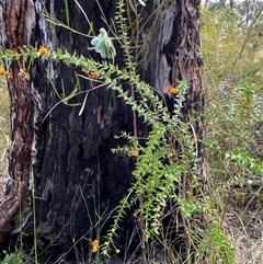 Daviesia umbellulata at Yuraygir, NSW - 10 Sep 2024 03:07 PM