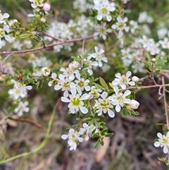 Leptospermum polygalifolium subsp. cismontanum (Tantoon) at Yuraygir, NSW - 10 Sep 2024 by Tapirlord