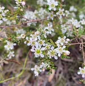 Leptospermum polygalifolium subsp. cismontanum at Yuraygir, NSW - 10 Sep 2024 03:07 PM