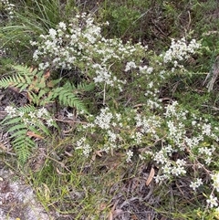 Leptospermum polygalifolium subsp. cismontanum at Yuraygir, NSW - 10 Sep 2024 03:07 PM