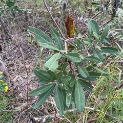 Banksia oblongifolia (Fern-leaved Banksia) at Yuraygir, NSW - 10 Sep 2024 by Tapirlord