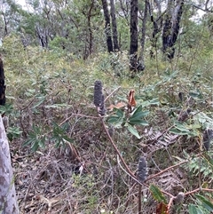 Banksia oblongifolia at Yuraygir, NSW - 10 Sep 2024 03:06 PM