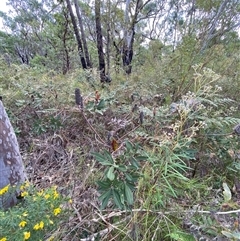 Banksia oblongifolia at Yuraygir, NSW - 10 Sep 2024 03:06 PM