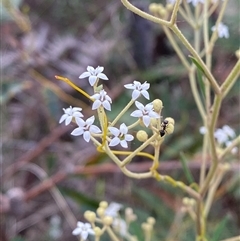 Astrotricha longifolia (Long-leaf Star-hair) at Yuraygir, NSW - 10 Sep 2024 by Tapirlord