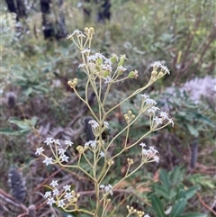 Astrotricha longifolia at Yuraygir, NSW - 10 Sep 2024 03:06 PM