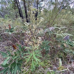 Astrotricha longifolia at Yuraygir, NSW - 10 Sep 2024 03:06 PM