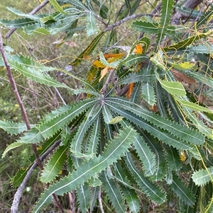Banksia aemula at Yuraygir, NSW - 10 Sep 2024 03:05 PM