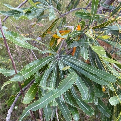 Banksia aemula (Wallum Banksia) at Yuraygir, NSW - 10 Sep 2024 by Tapirlord