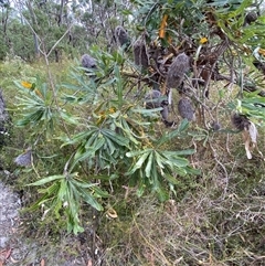 Banksia aemula at Yuraygir, NSW - 10 Sep 2024 03:05 PM
