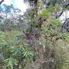 Banksia aemula at Yuraygir, NSW - 10 Sep 2024 03:05 PM