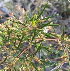 Zieria laxiflora (Wallum Zieria) at Yuraygir, NSW - 10 Sep 2024 by Tapirlord