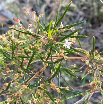 Zieria laxiflora (Wallum Zieria) at Yuraygir, NSW - 10 Sep 2024 by Tapirlord