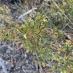 Zieria laxiflora at Yuraygir, NSW - 10 Sep 2024 03:05 PM