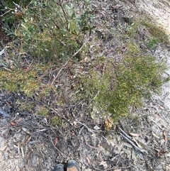 Zieria laxiflora at Yuraygir, NSW - 10 Sep 2024 03:05 PM