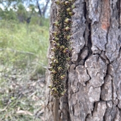 Xanthorrhoea fulva (Wallum Grasstree) at Yuraygir, NSW - 10 Sep 2024 by Tapirlord