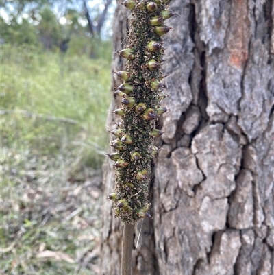 Xanthorrhoea fulva (Wallum Grasstree) at Yuraygir, NSW - 10 Sep 2024 by Tapirlord