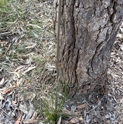 Xanthorrhoea fulva at Yuraygir, NSW - 10 Sep 2024 03:04 PM