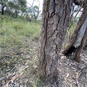 Xanthorrhoea fulva at Yuraygir, NSW - 10 Sep 2024 03:04 PM